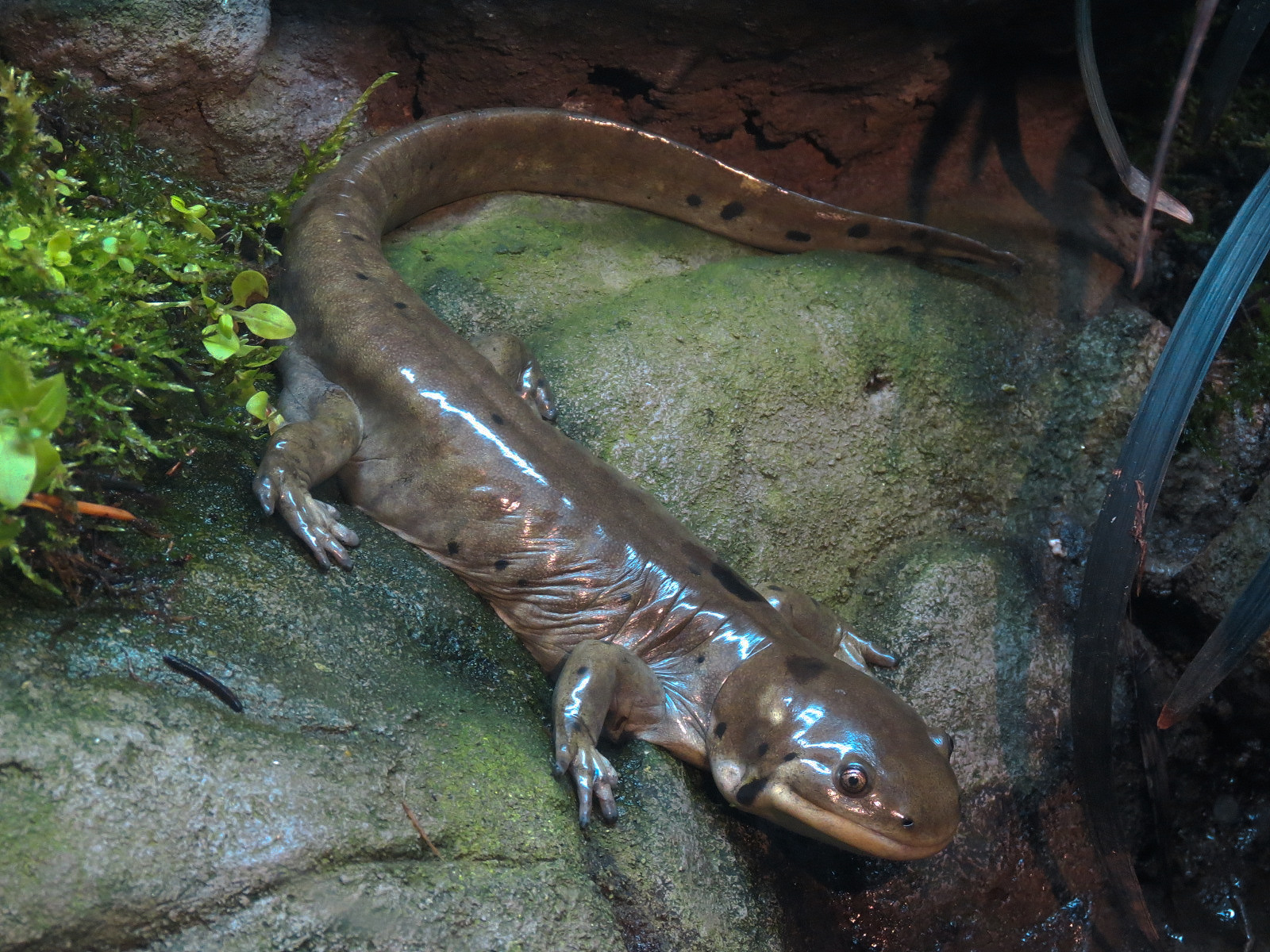 Discover Utah - Tiger Salamander Exhibit