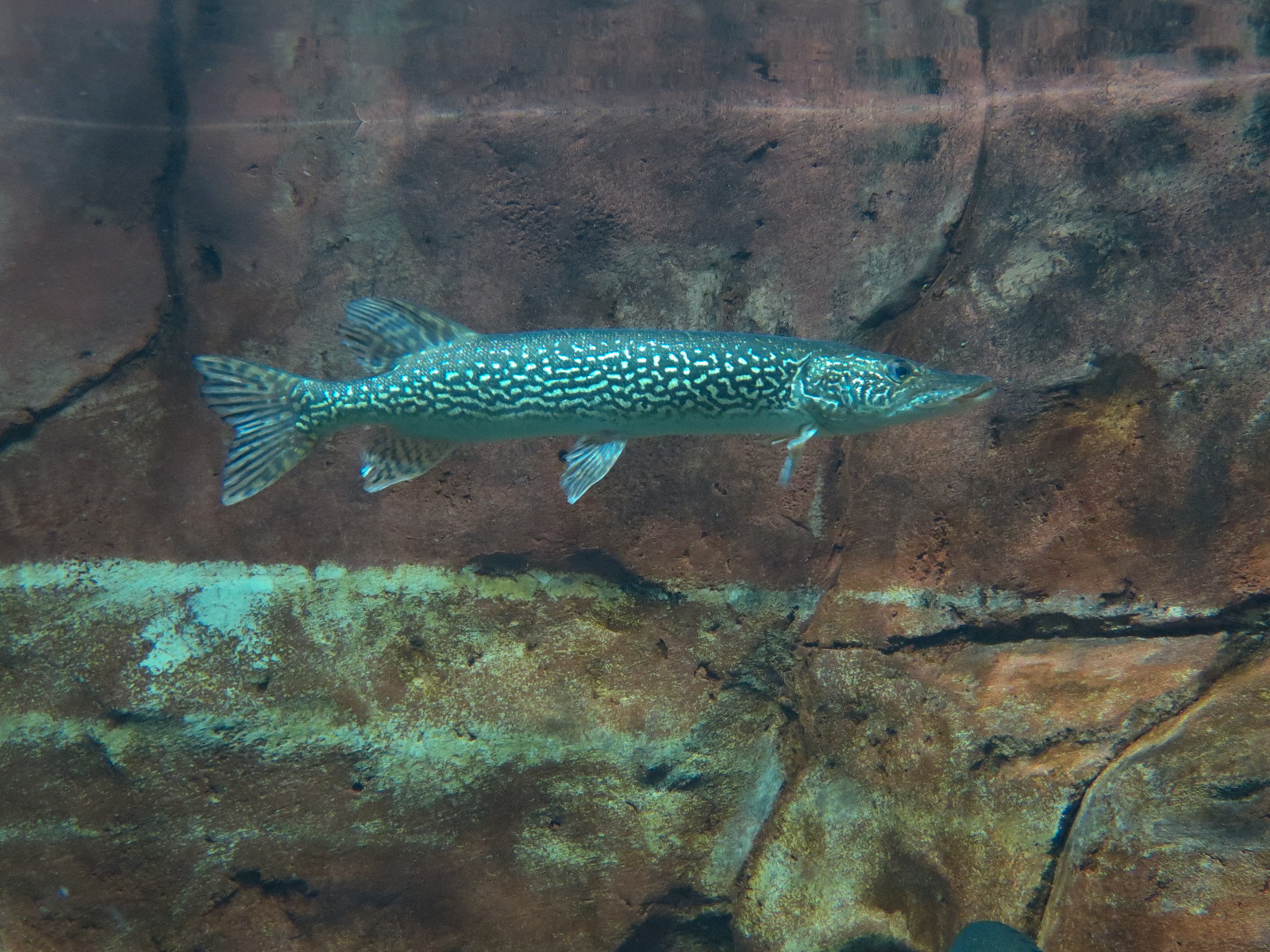 Discover Utah - Utah Game Fish Exhibit - Northern Pike