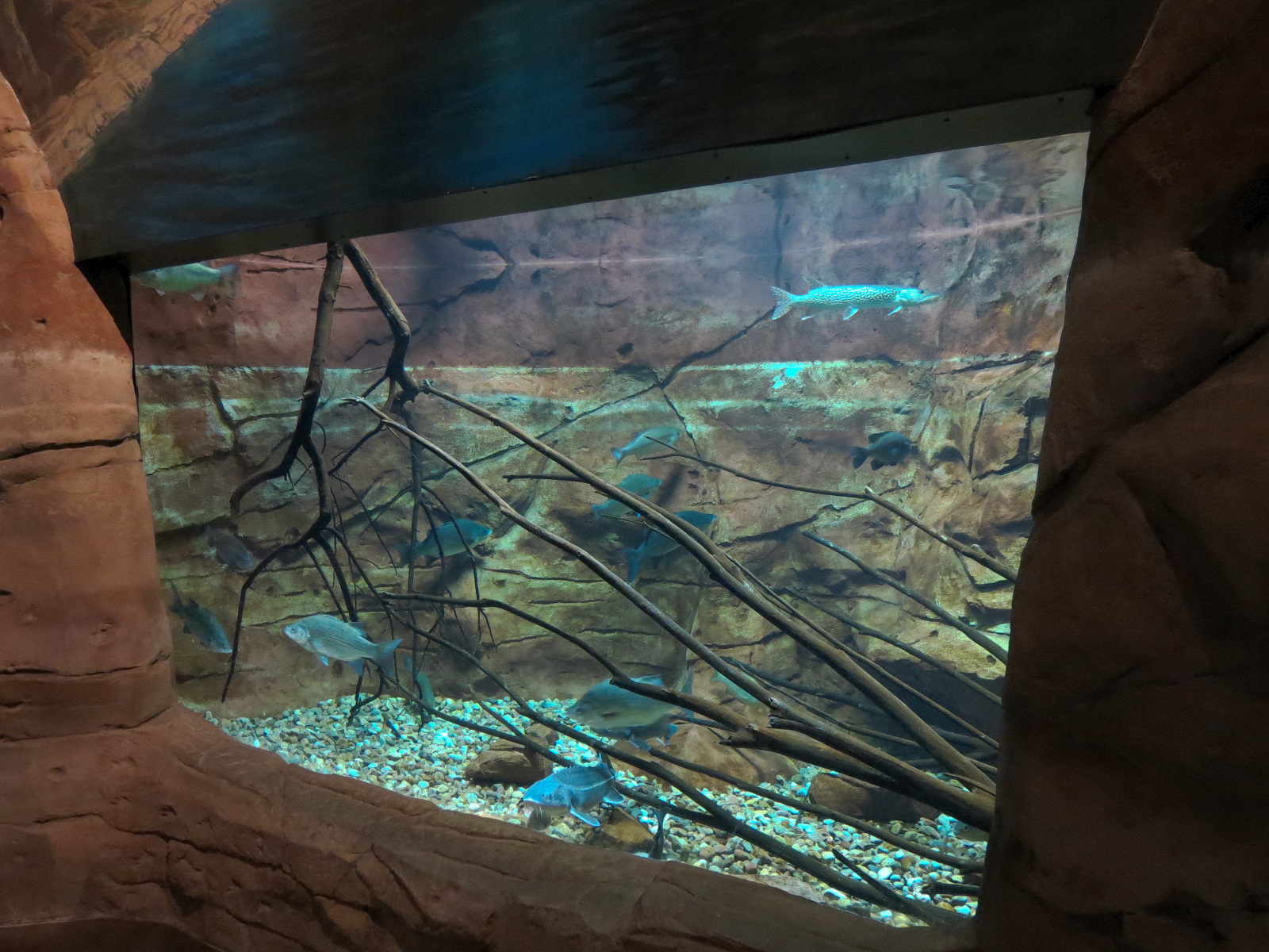 Discover Utah -  Utah Game Fish Exhibit