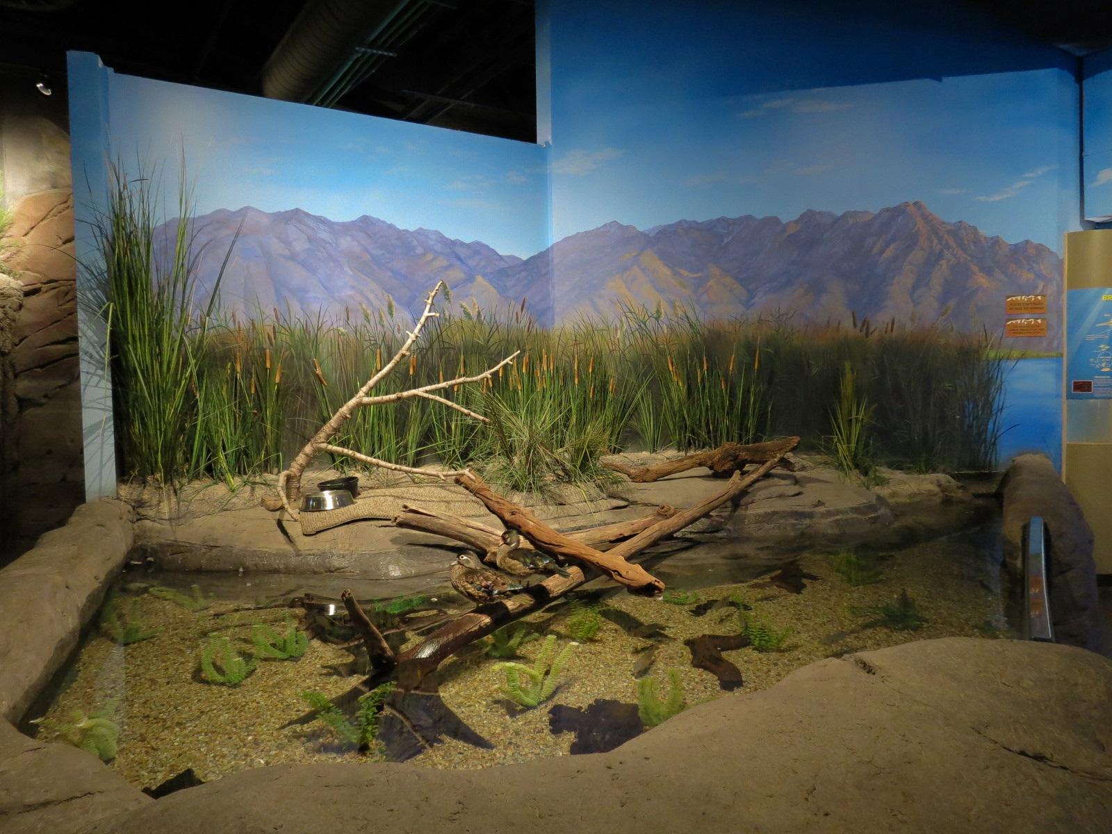 Discover Utah - Wood Duck and Others Exhibit
