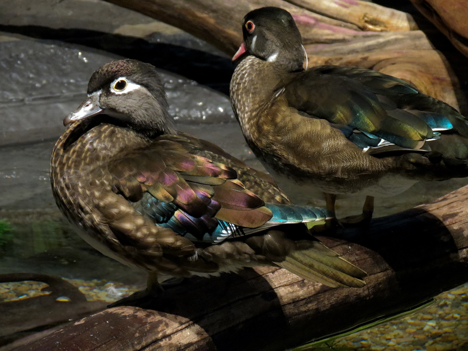 Discover Utah - Wood Duck and Others Exhibit