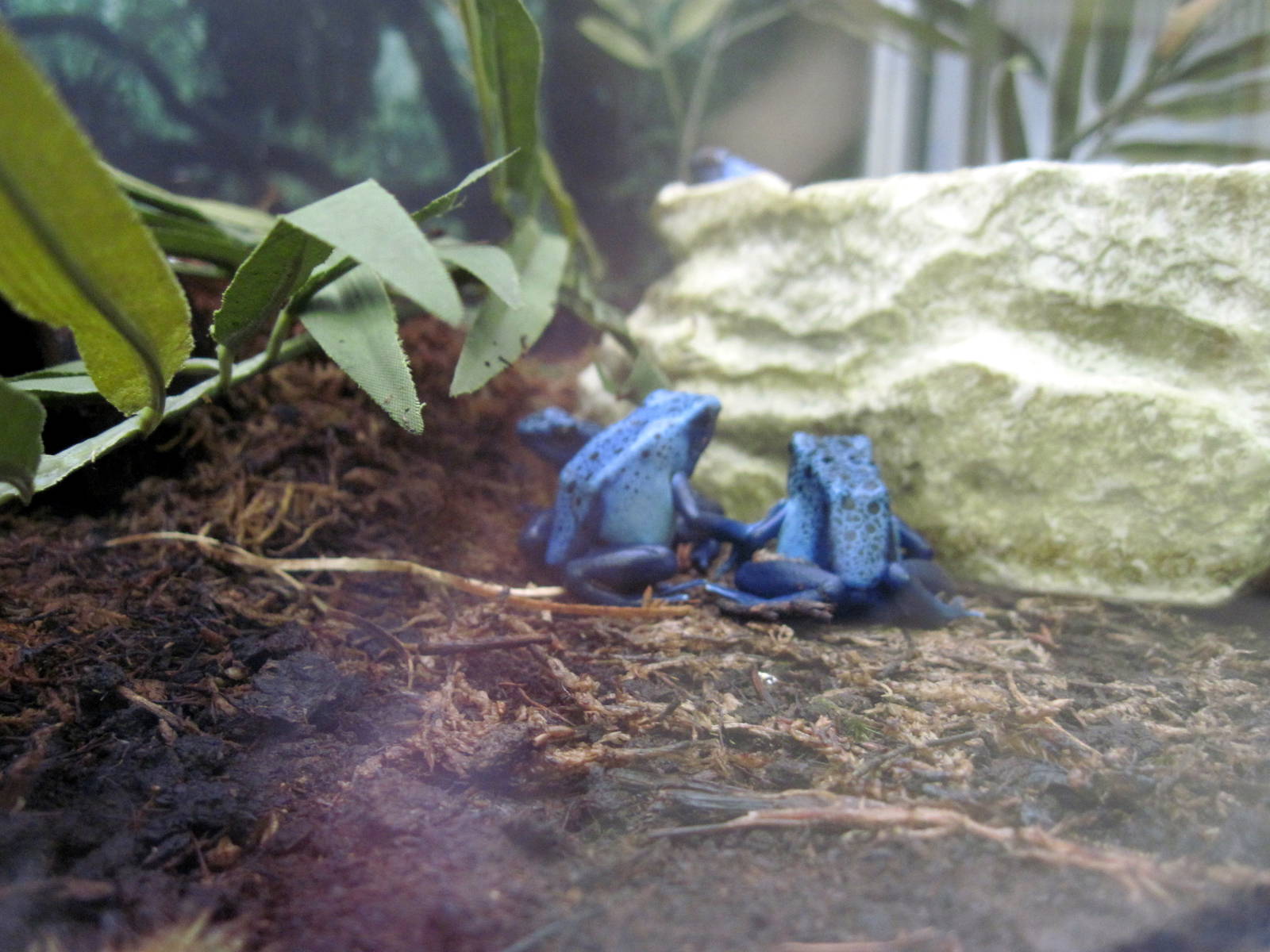 Discovering Apes-Blue Poison Dart Frogs