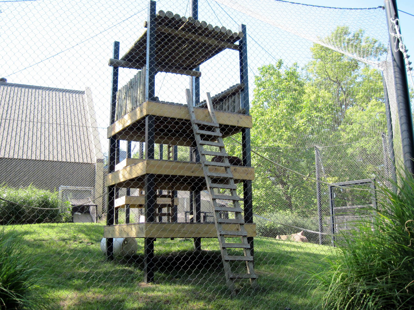 Discovering Apes-Bornean Orangutan Climbing Structure