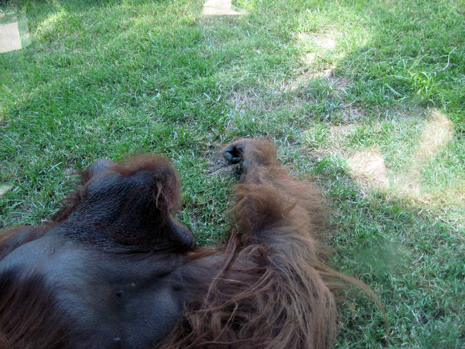 Discovering Apes-Bornean Orangutan