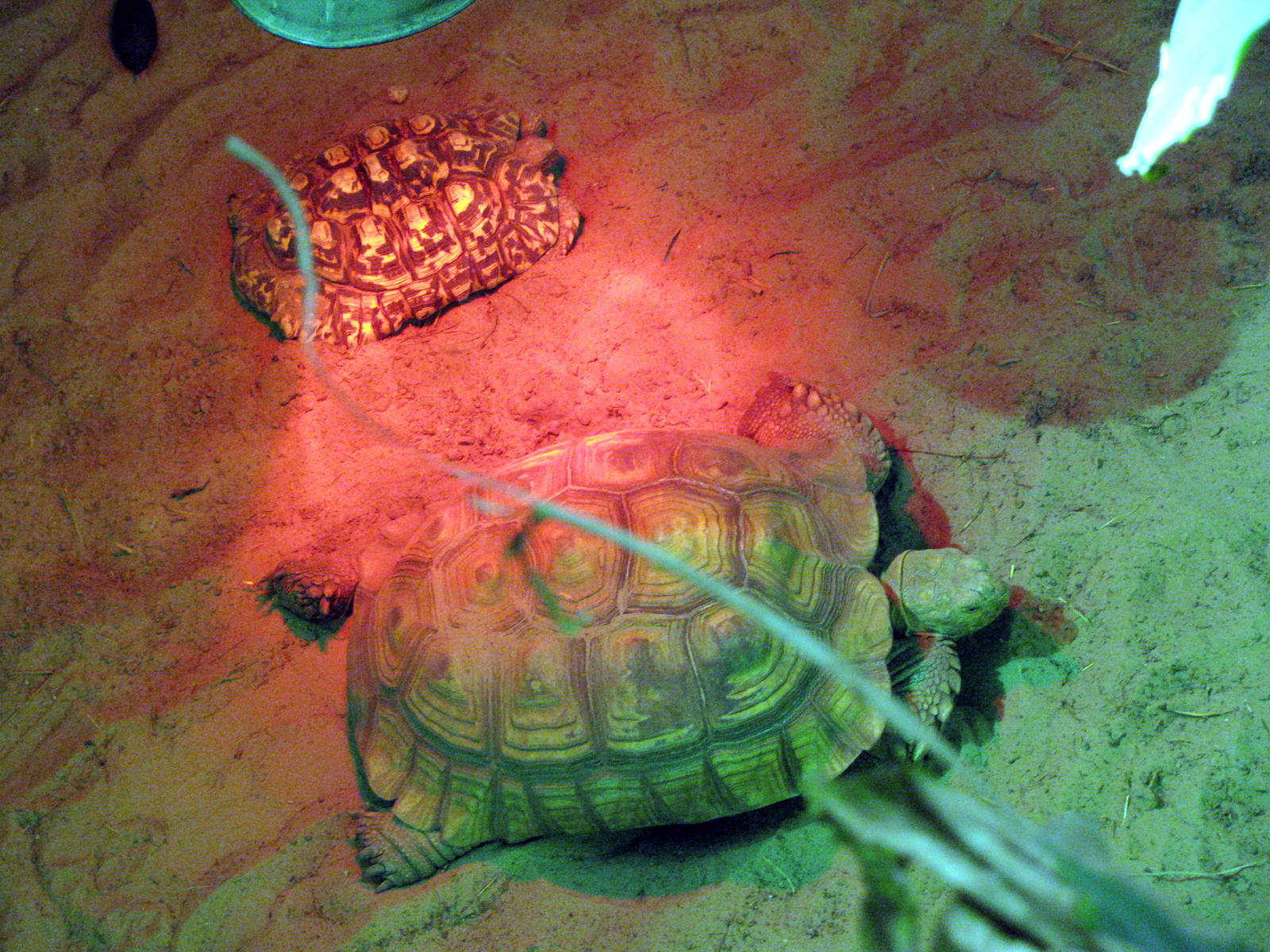 Discovering Apes-Leopard and African Spurred Tortoise