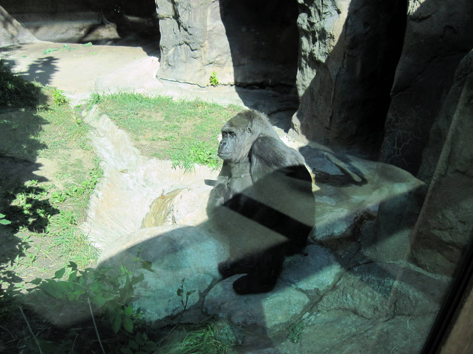 Discovering Apes: Lowland Gorilla