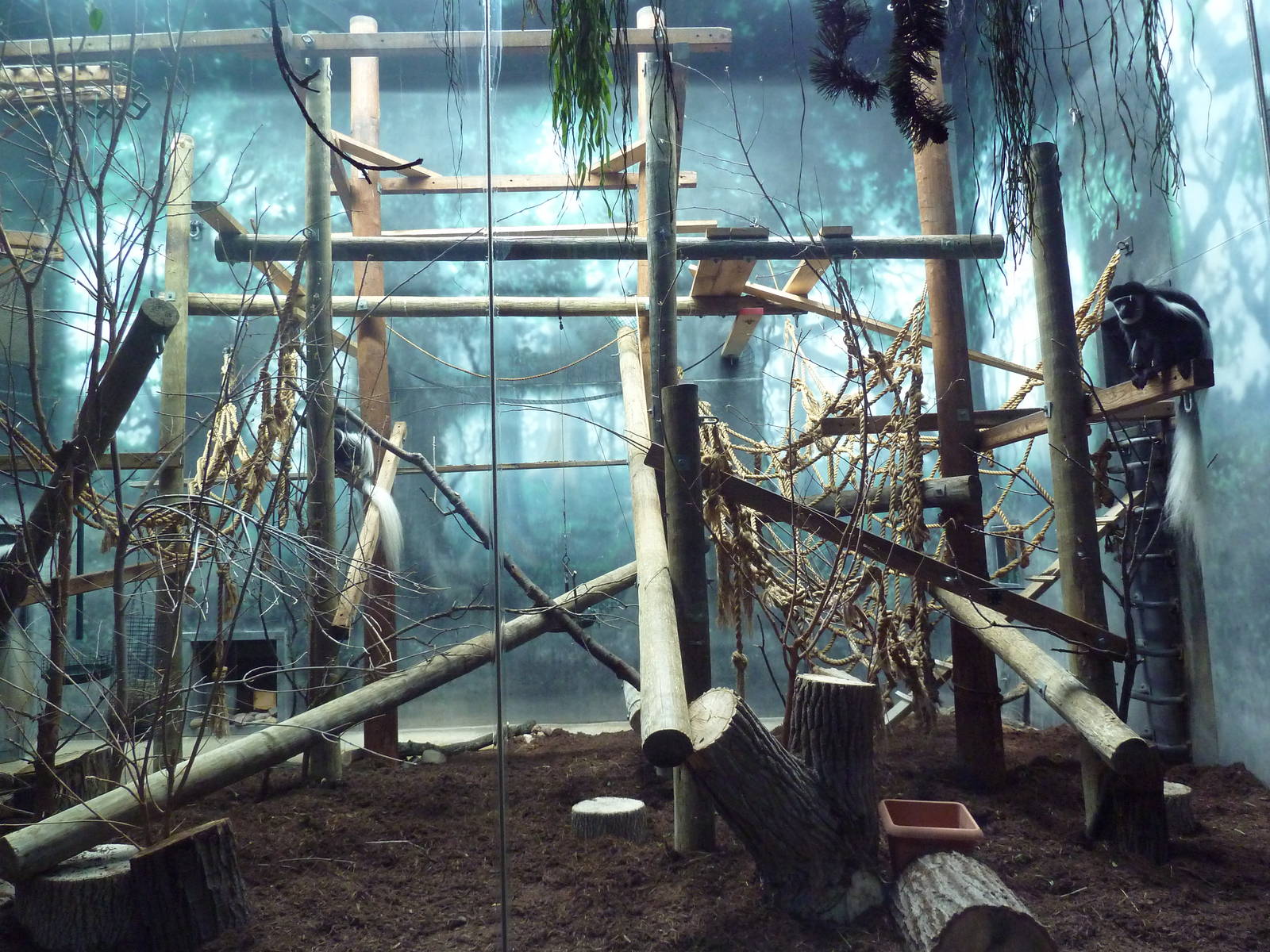 Discovering Primates Building - Eastern Colobus Monkey Exhibit