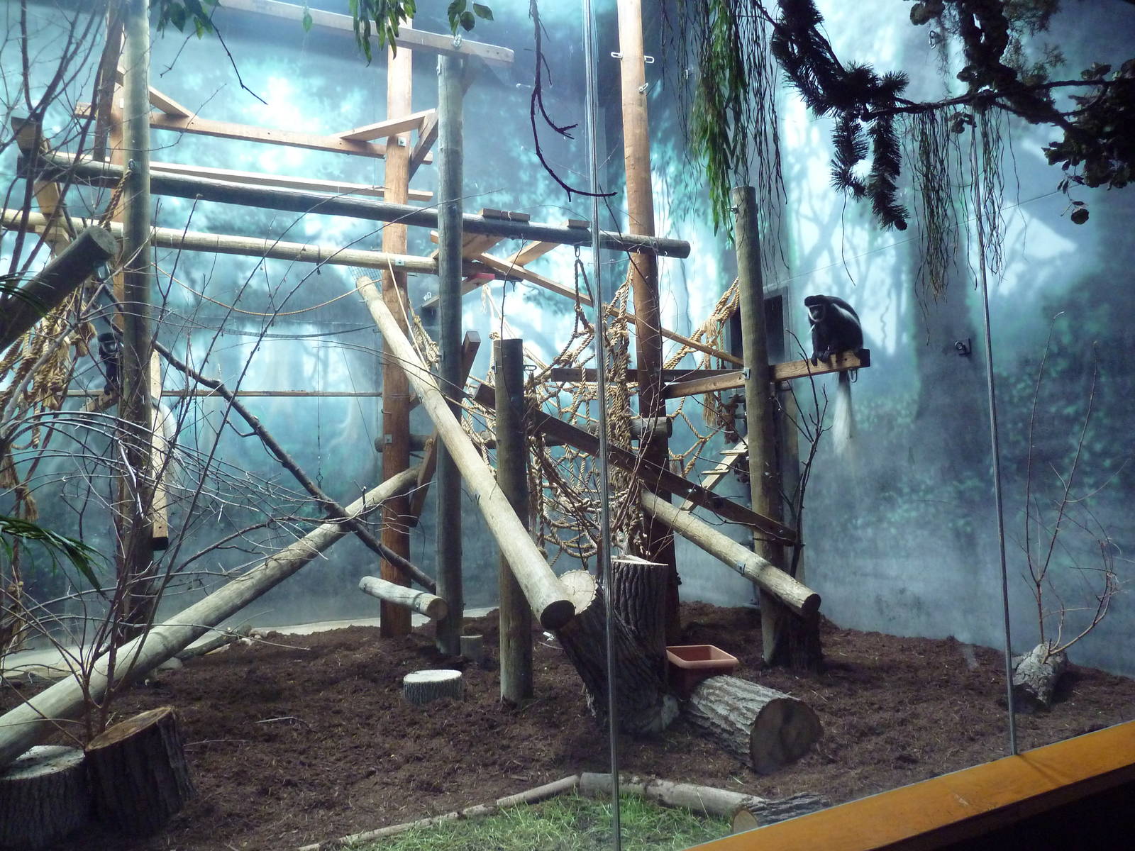 Discovering Primates Building - Eastern Colobus Monkey Exhibit