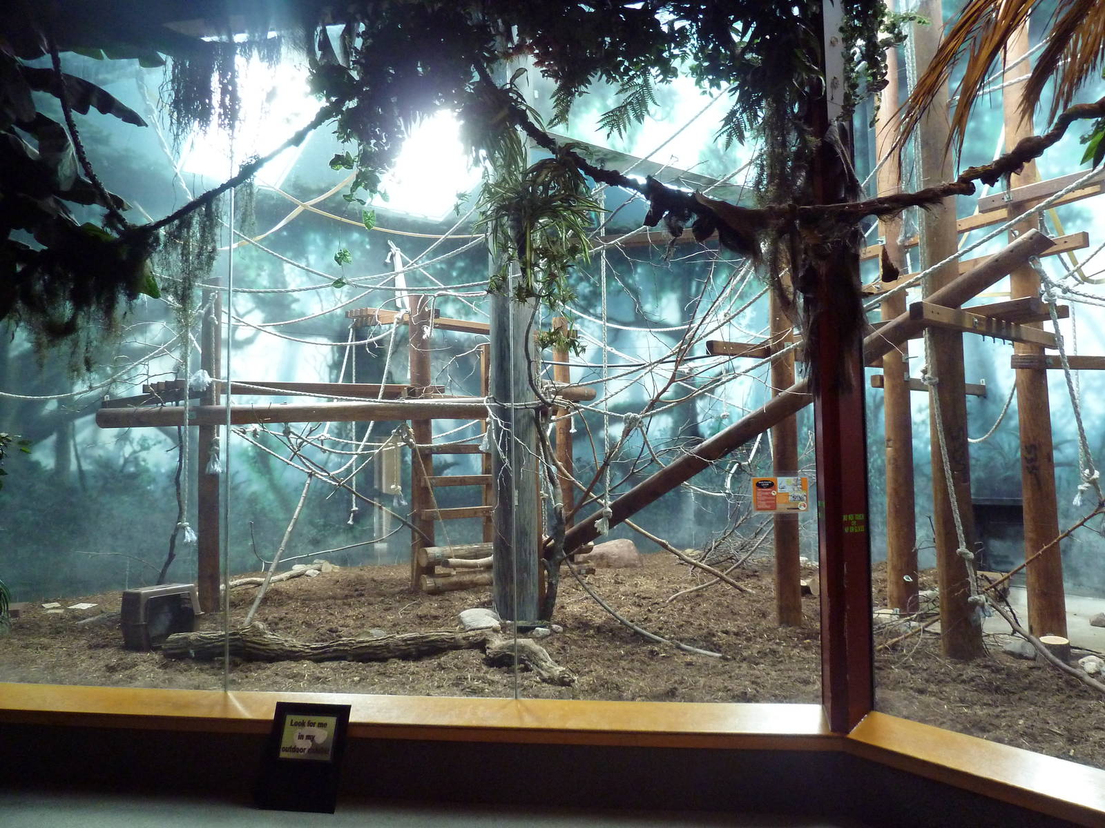 Discovering Primates Building - Ring-Tailed Lemur Indoor Exhibit