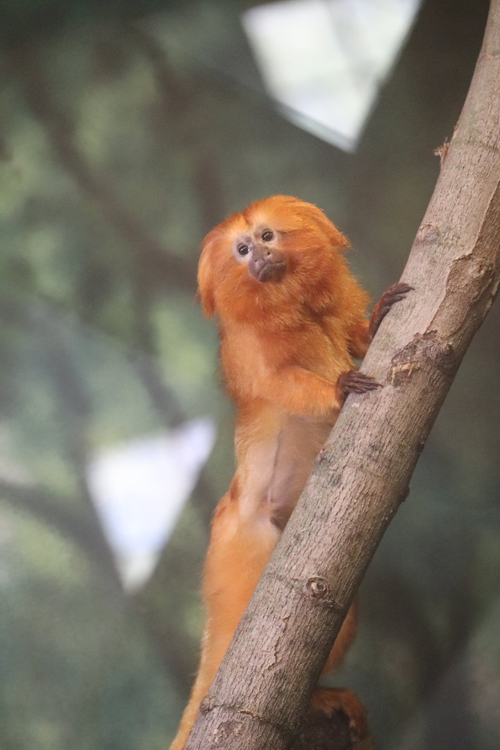 Discovery Barn - Golden Lion Tamarin