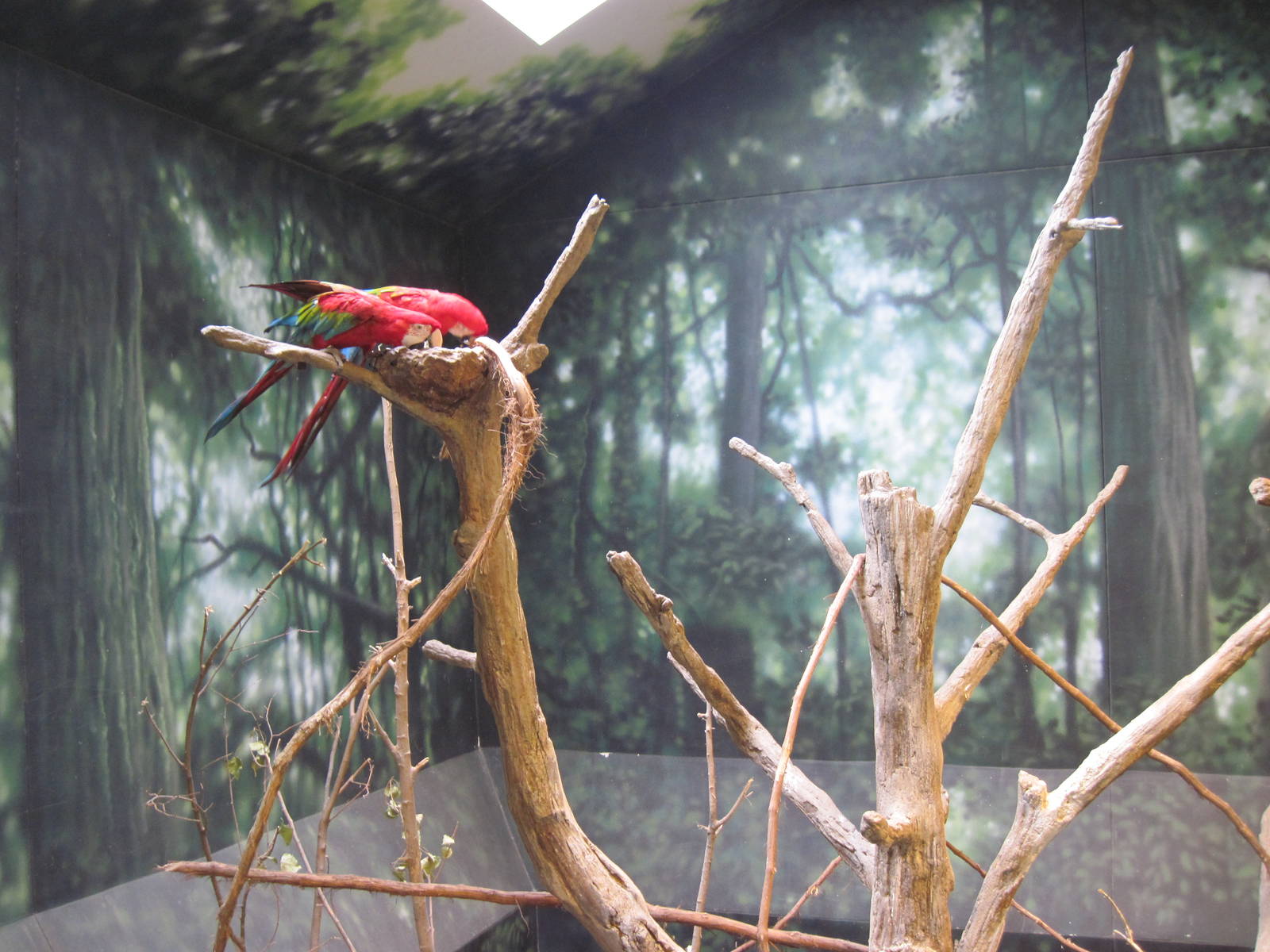 Discovery Barn-Green-winged and Scarlet Macaw