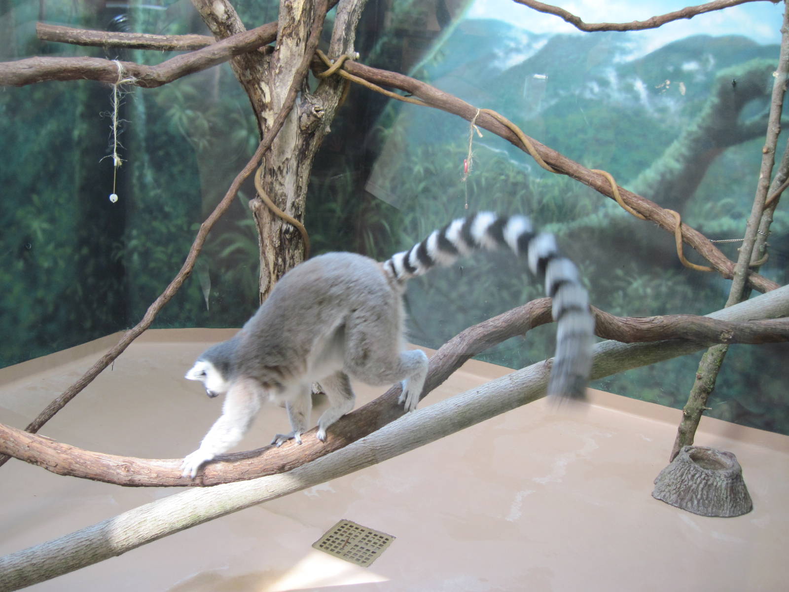 Discovery Barn-Lemur