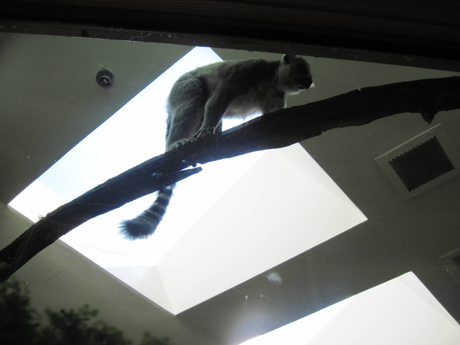 Discovery Barn-Lemur