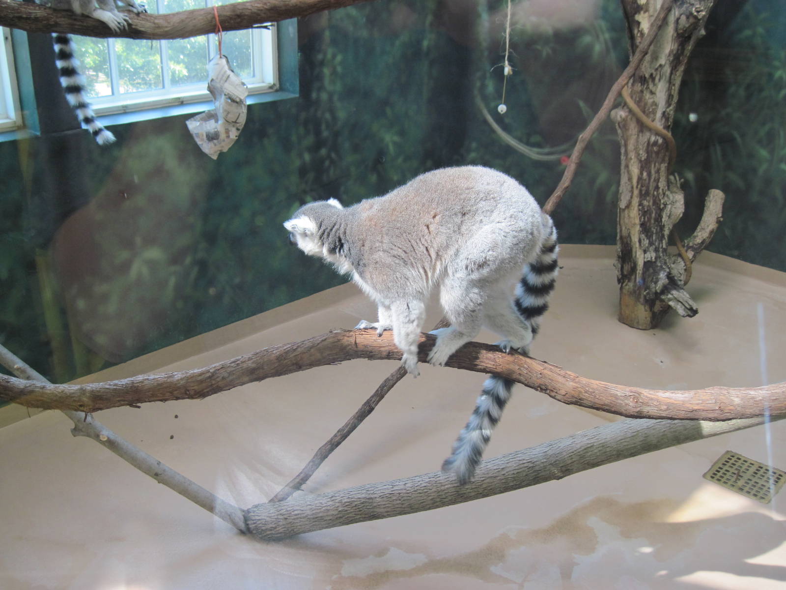 Discovery Barn-Lemur