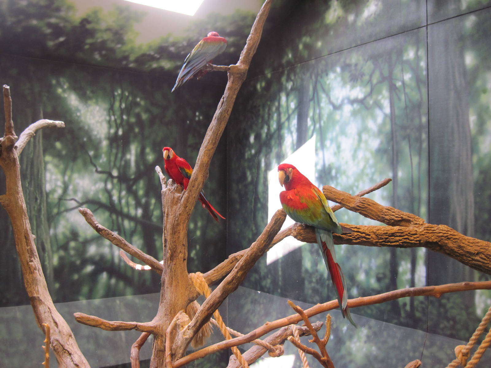 Discovery Barn-Macaws