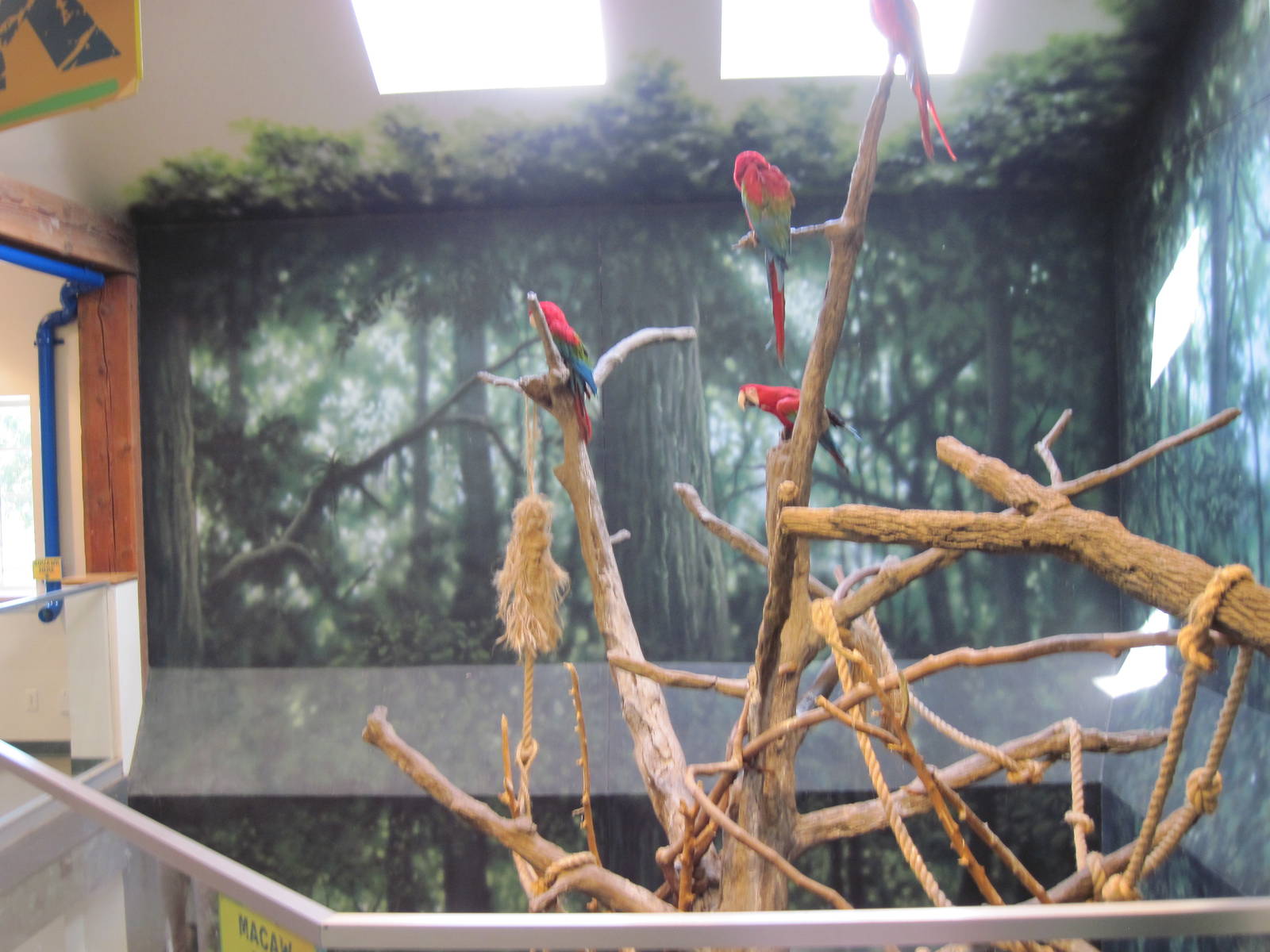 Discovery Barn-Macaws