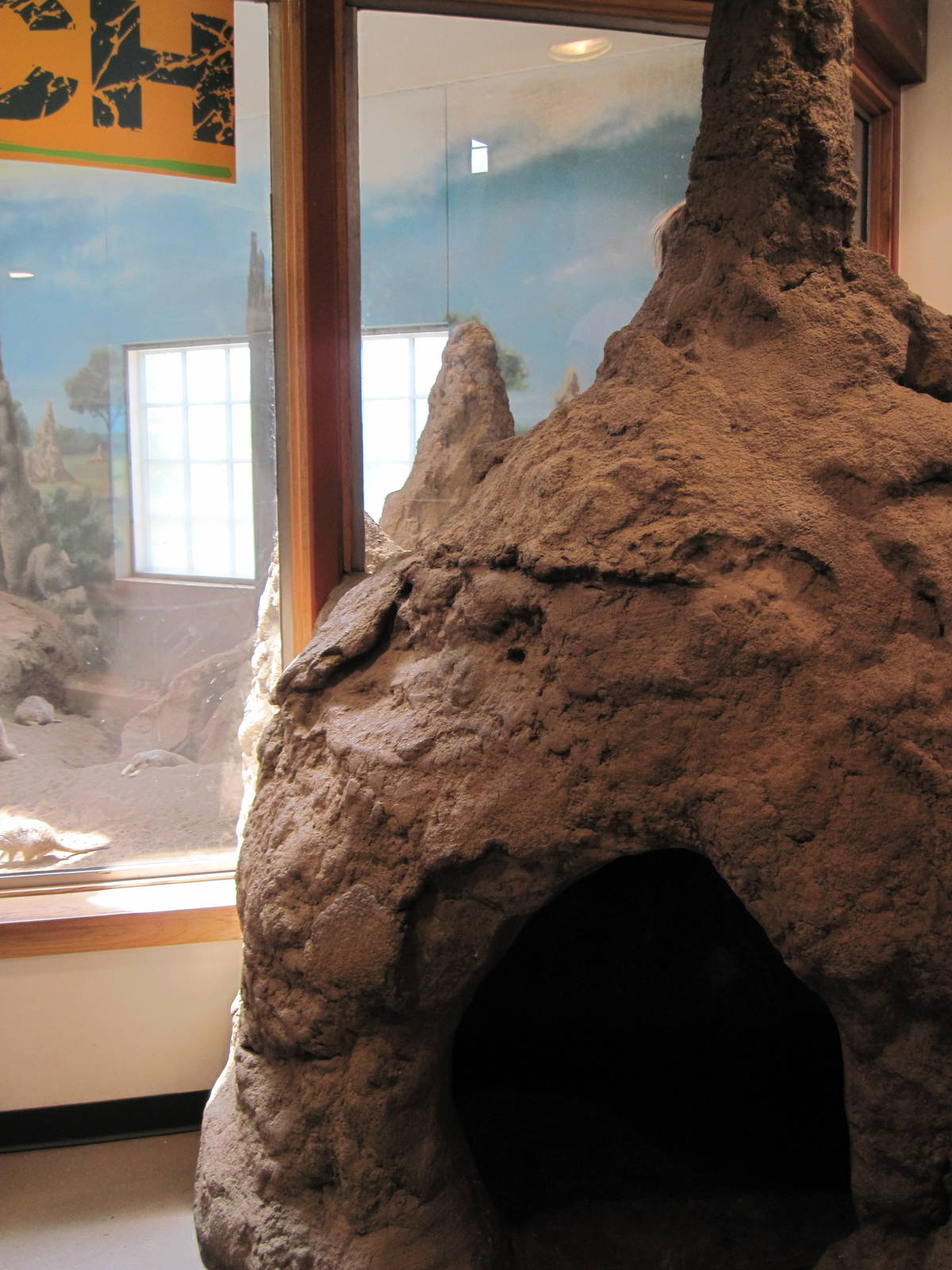 Discovery Barn-Meerkat Exhibit