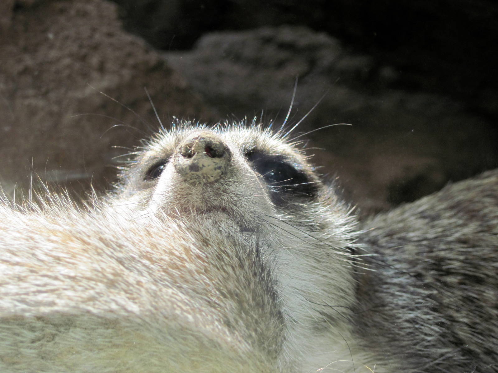 Discovery Barn-Meerkat