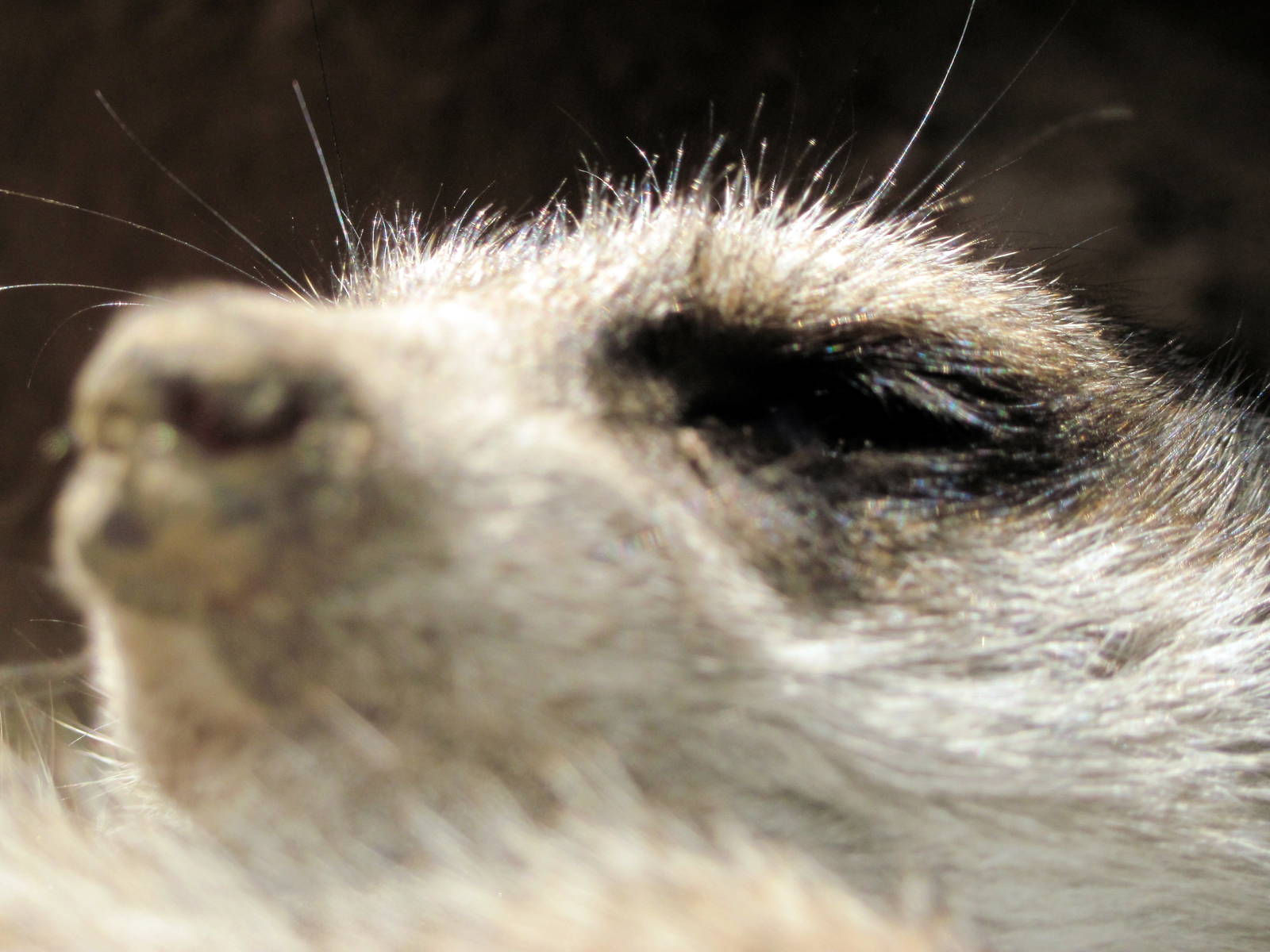 Discovery Barn-Meerkat