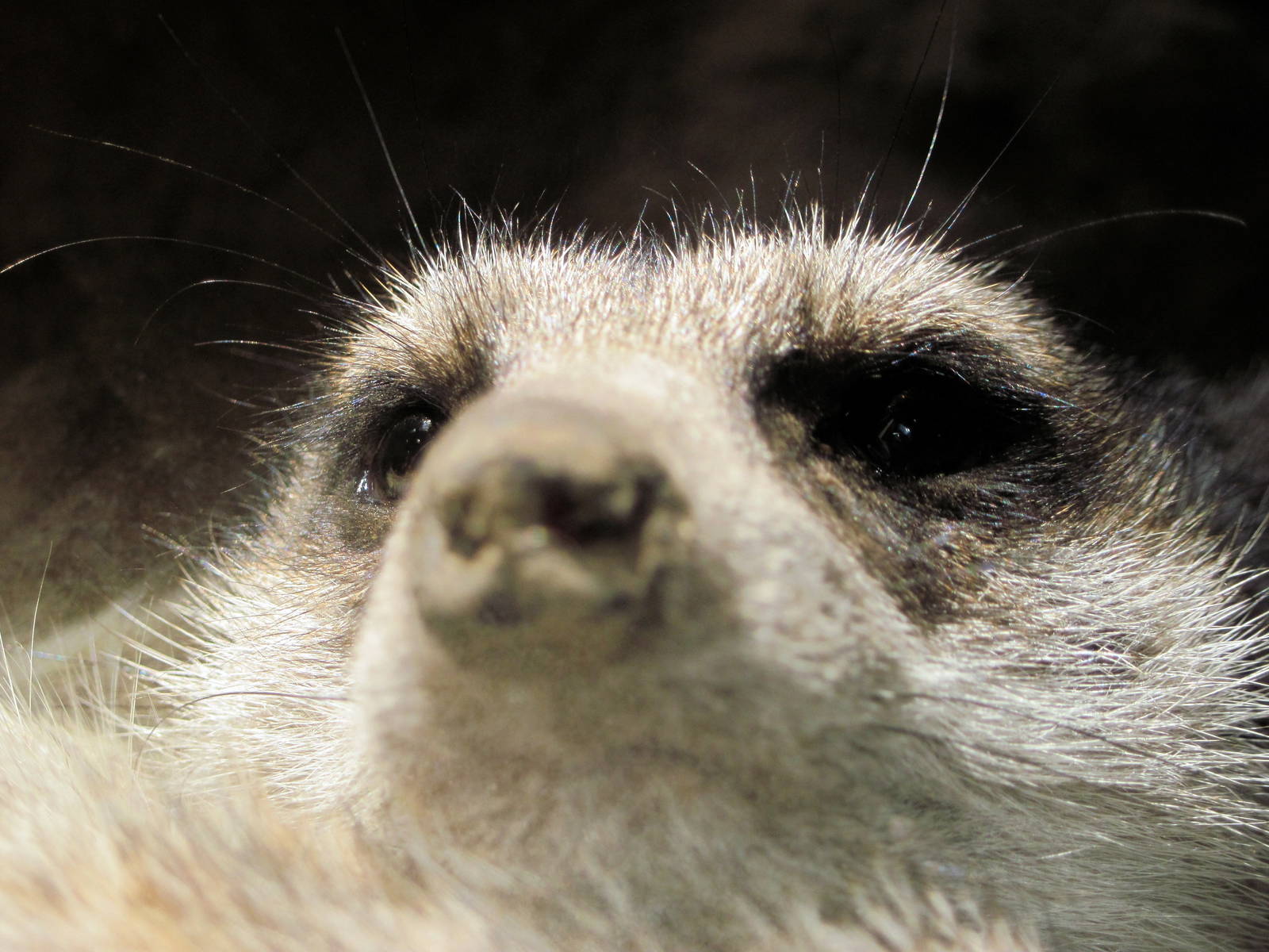 Discovery Barn-Meerkat