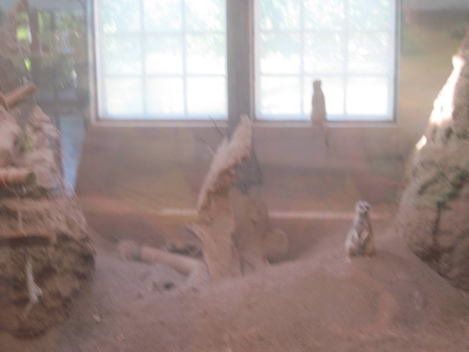 Discovery Barn-Meerkats