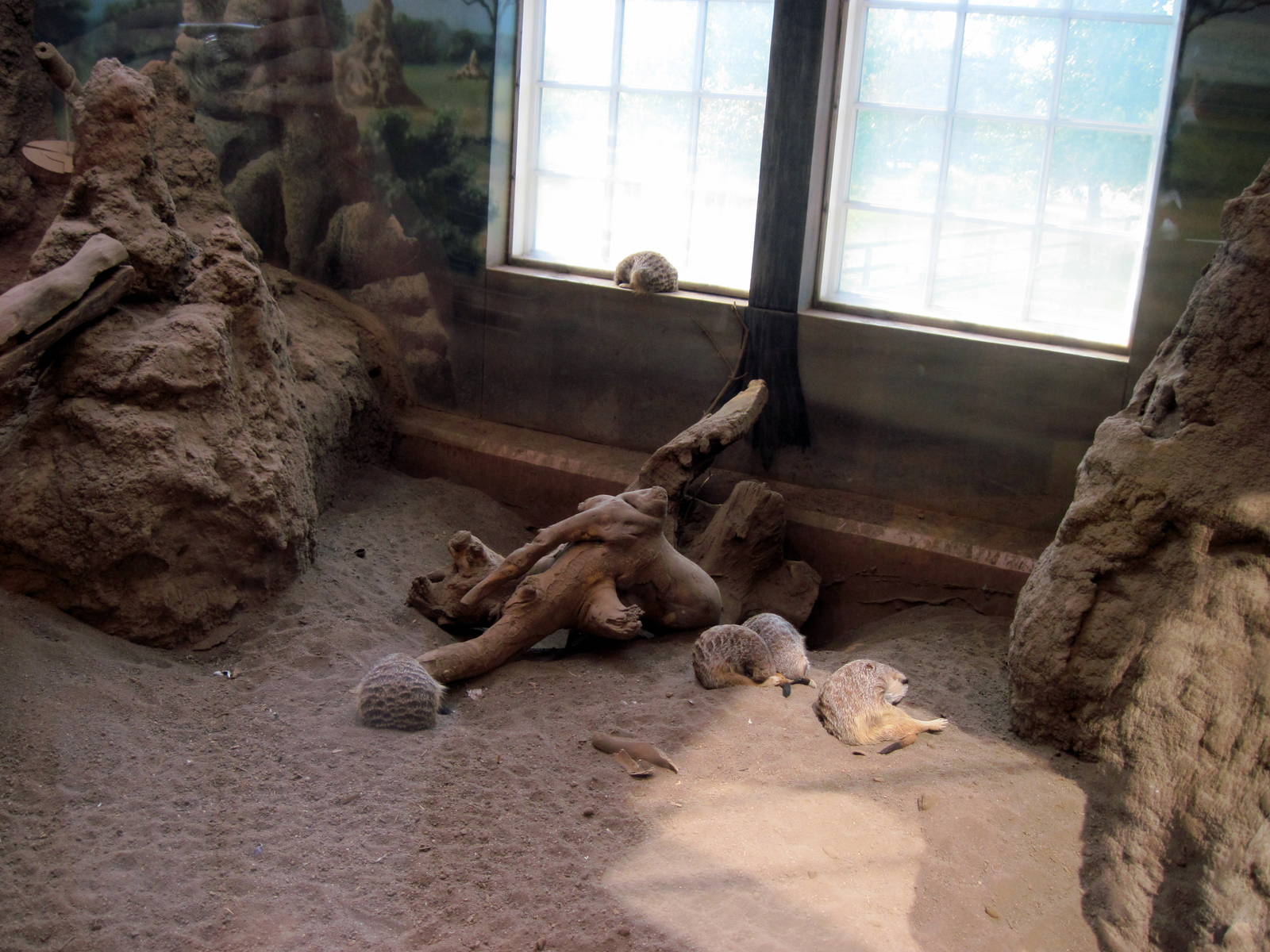 Discovery Barn-Meerkats