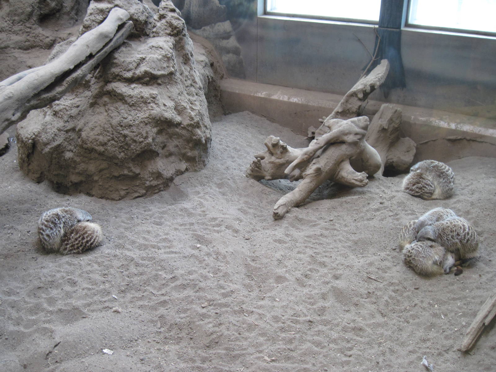 Discovery Barn-Meerkats