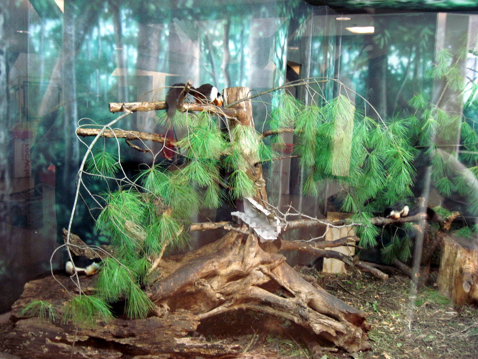 Discovery Barn-Prevost's Squirrel Exhibit