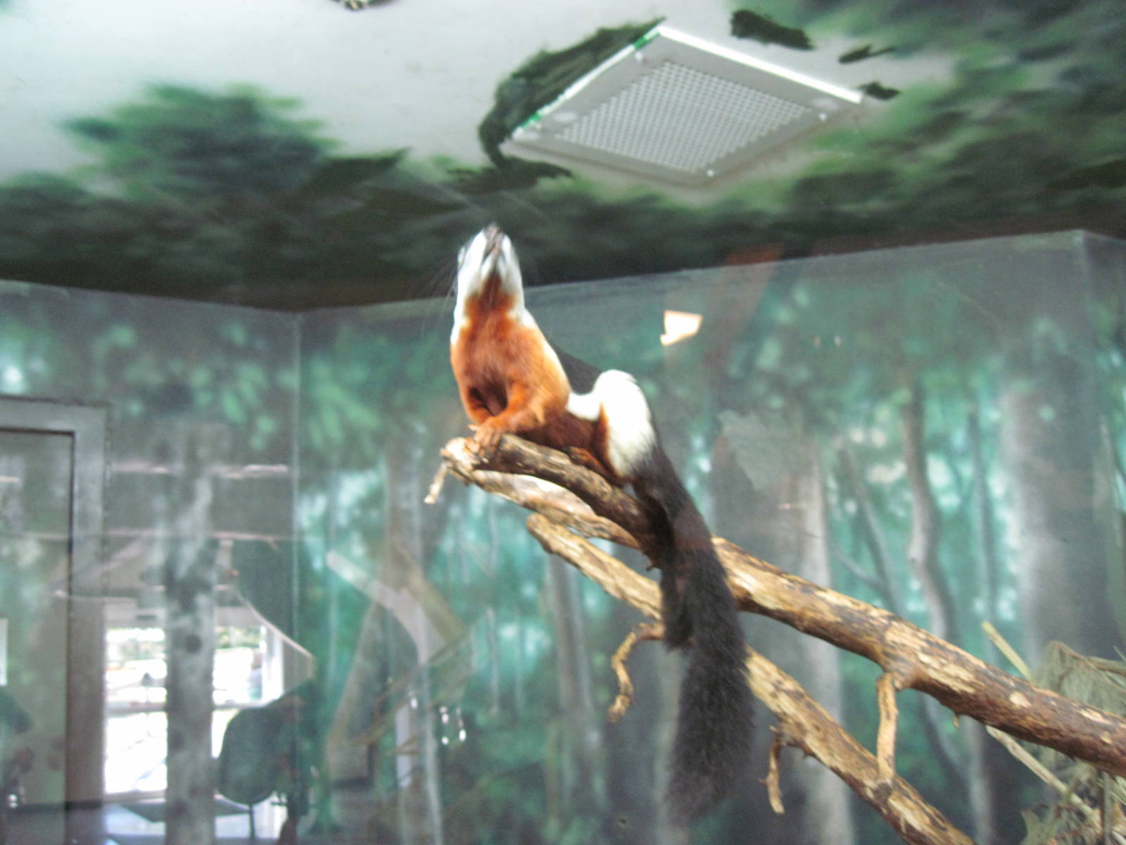 Discovery Barn-Prevost's Squirrel