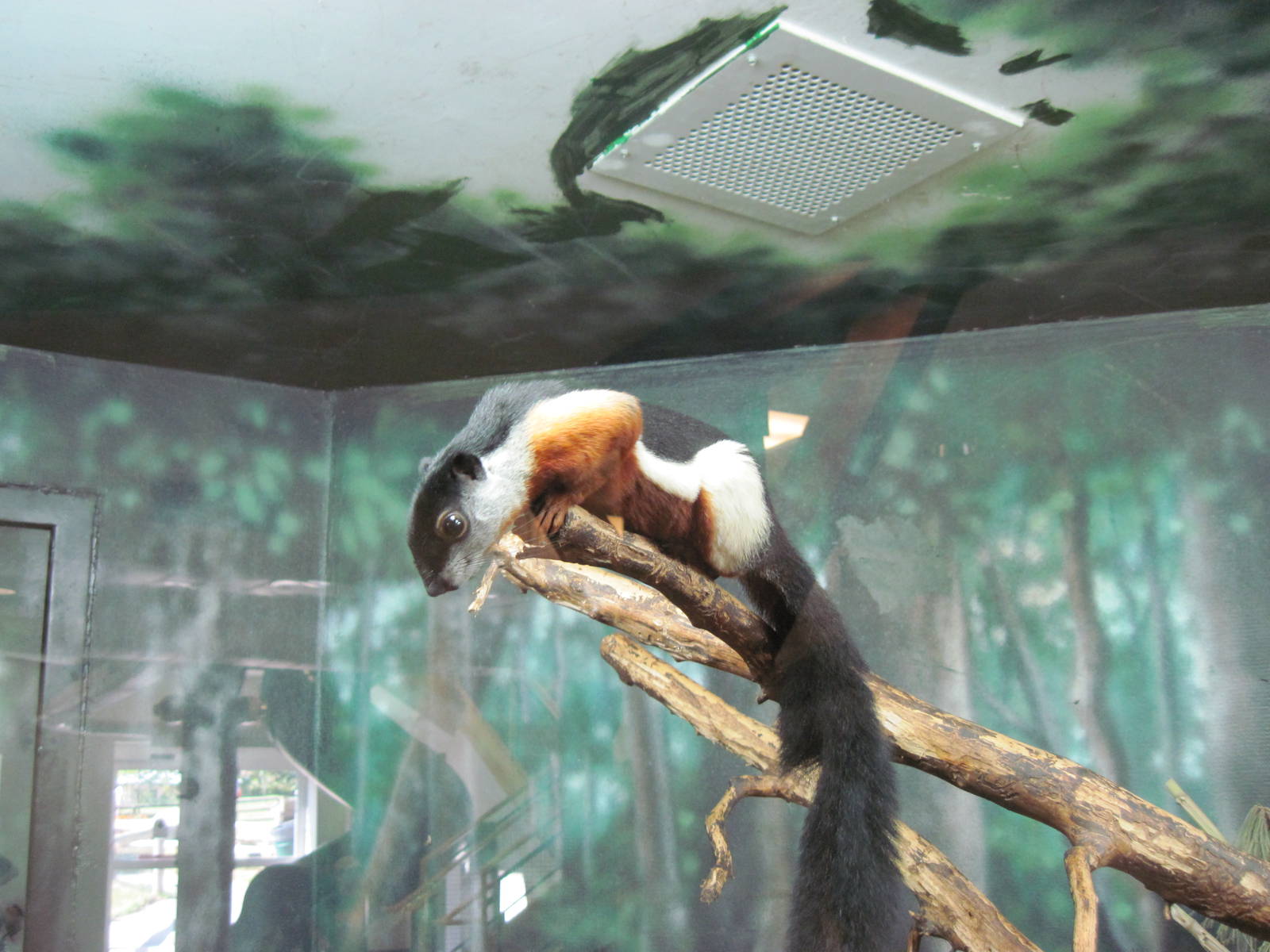 Discovery Barn-Prevost's Squirrel