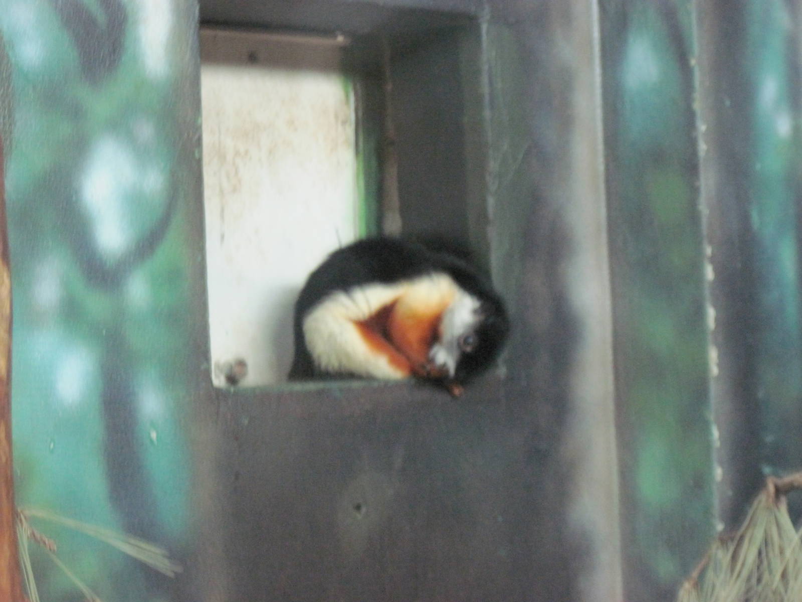 Discovery Barn-Prevost's Squirrel