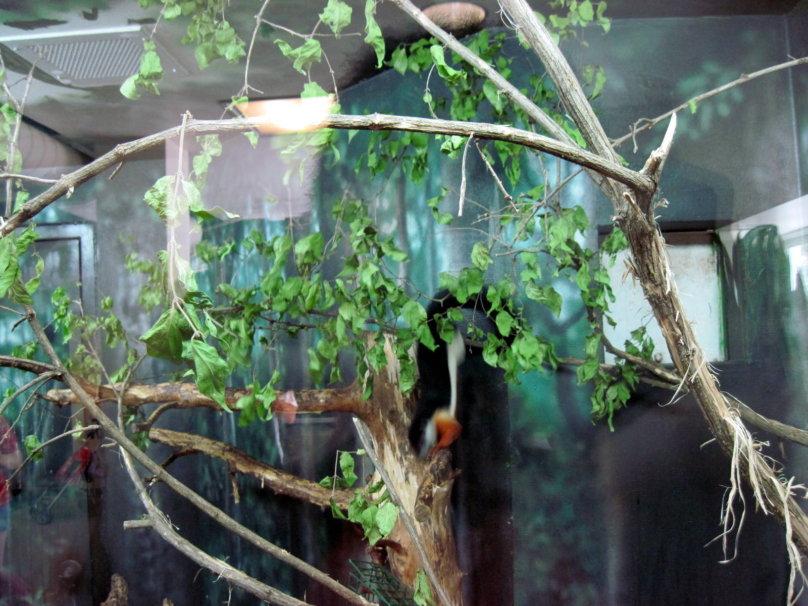 Discovery Barn-Prevost's Squirrel