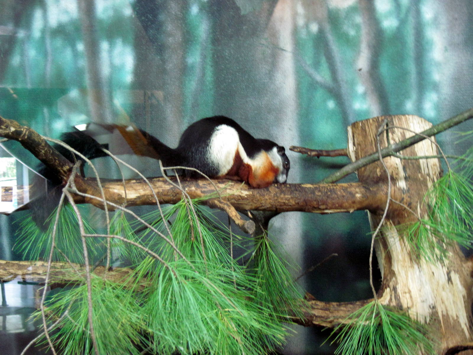 Discovery Barn-Prevost's Squirrel