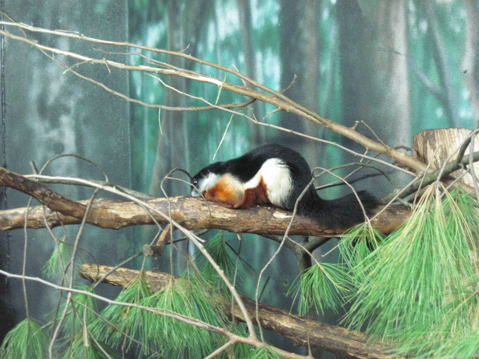 Discovery Barn-Prevost's Squirrel