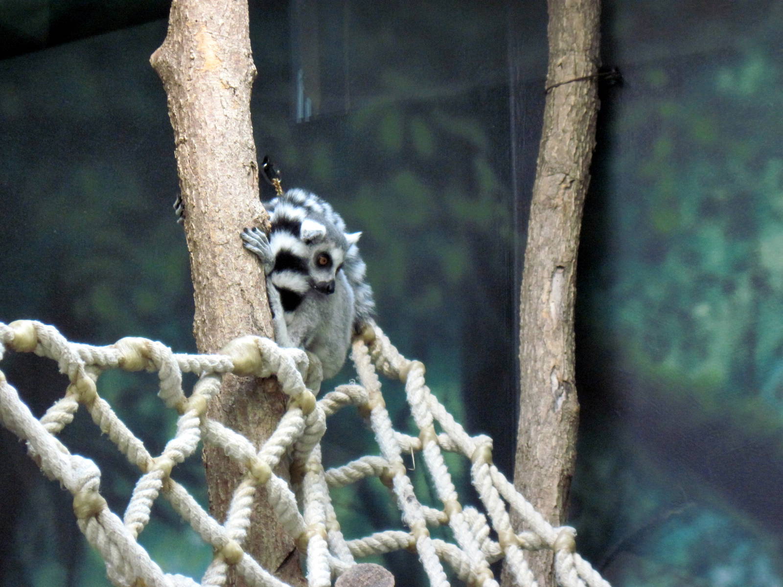 Discovery Barn-Ring-tailed Lemur