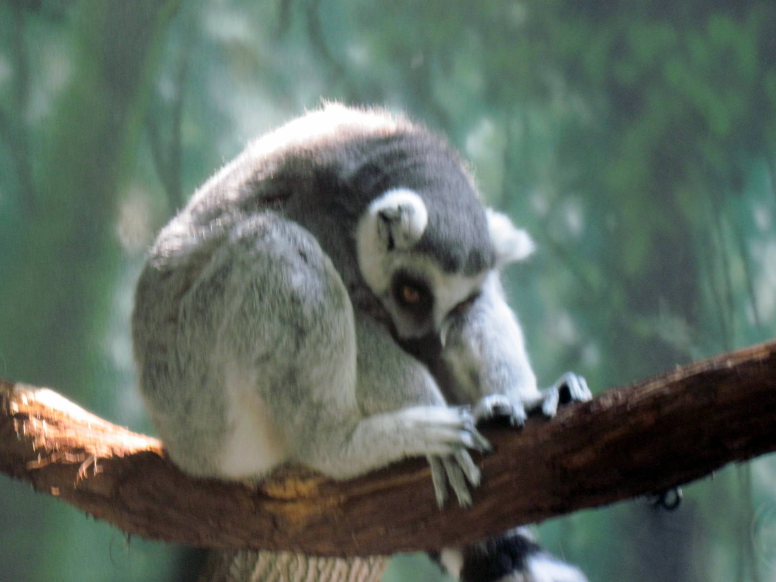 Discovery Barn-Ring-tailed Lemur