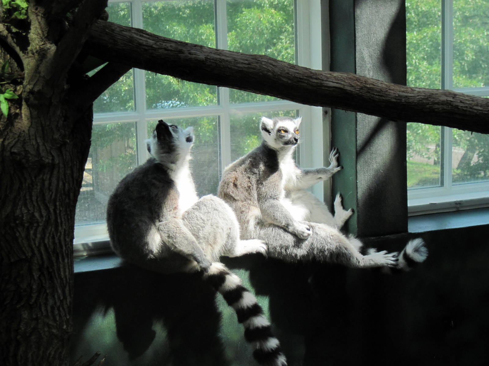 Discovery Barn-Ring-tailed Lemurs