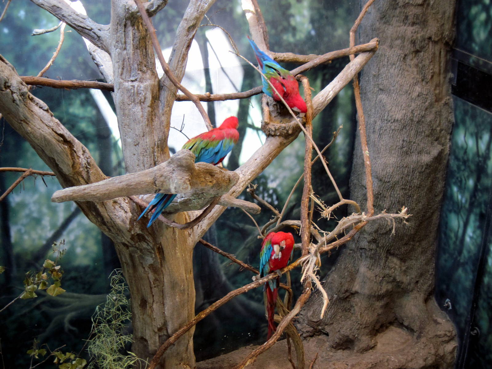 Discovery Barn-Scarlet Macaws