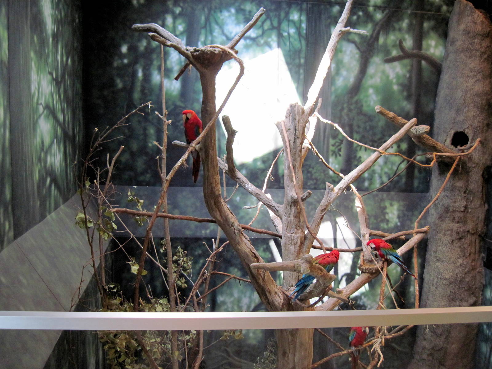 Discovery Barn-Scarlet Macaws