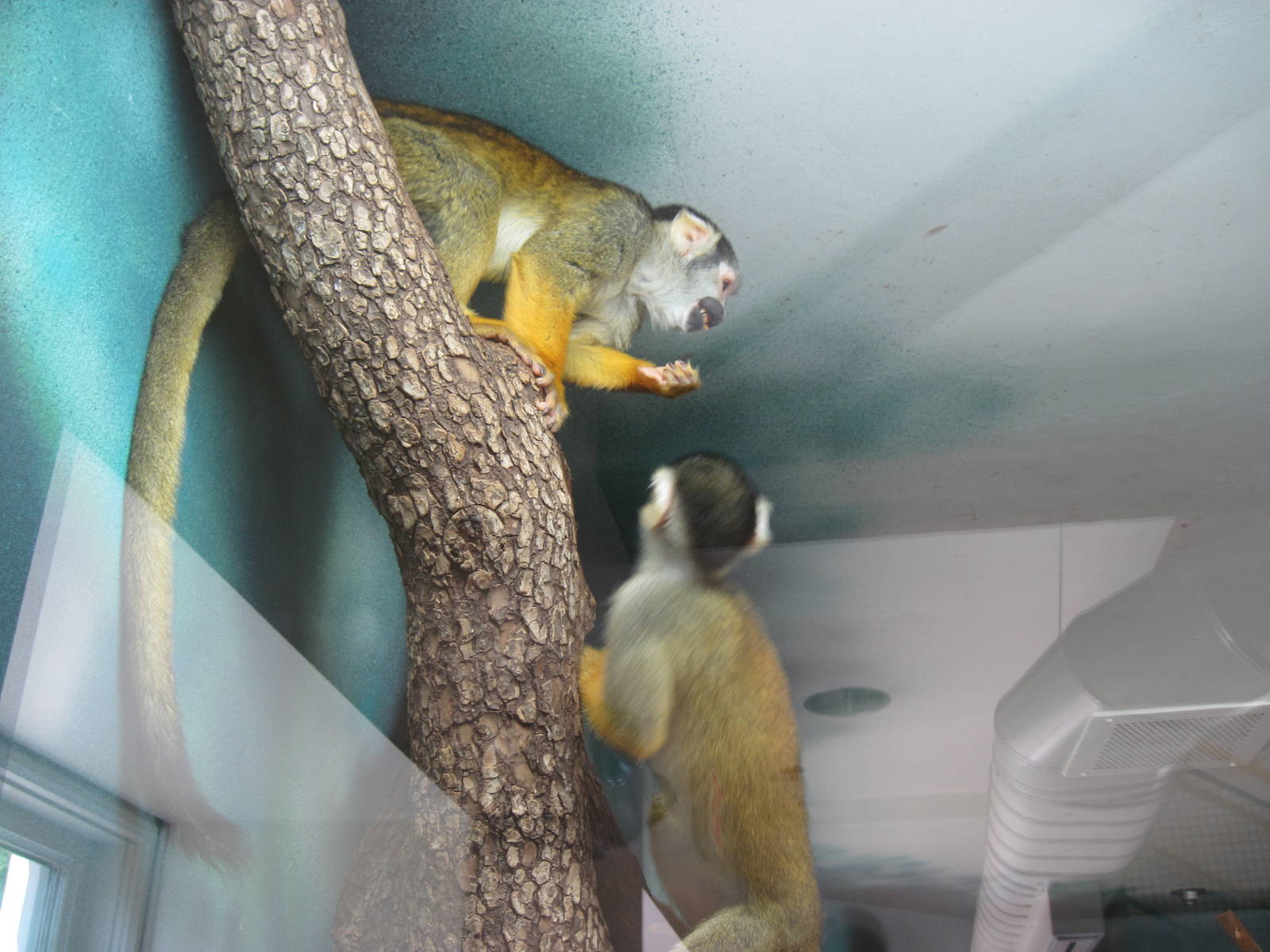 Discovery Barn-Squirrel Monkey