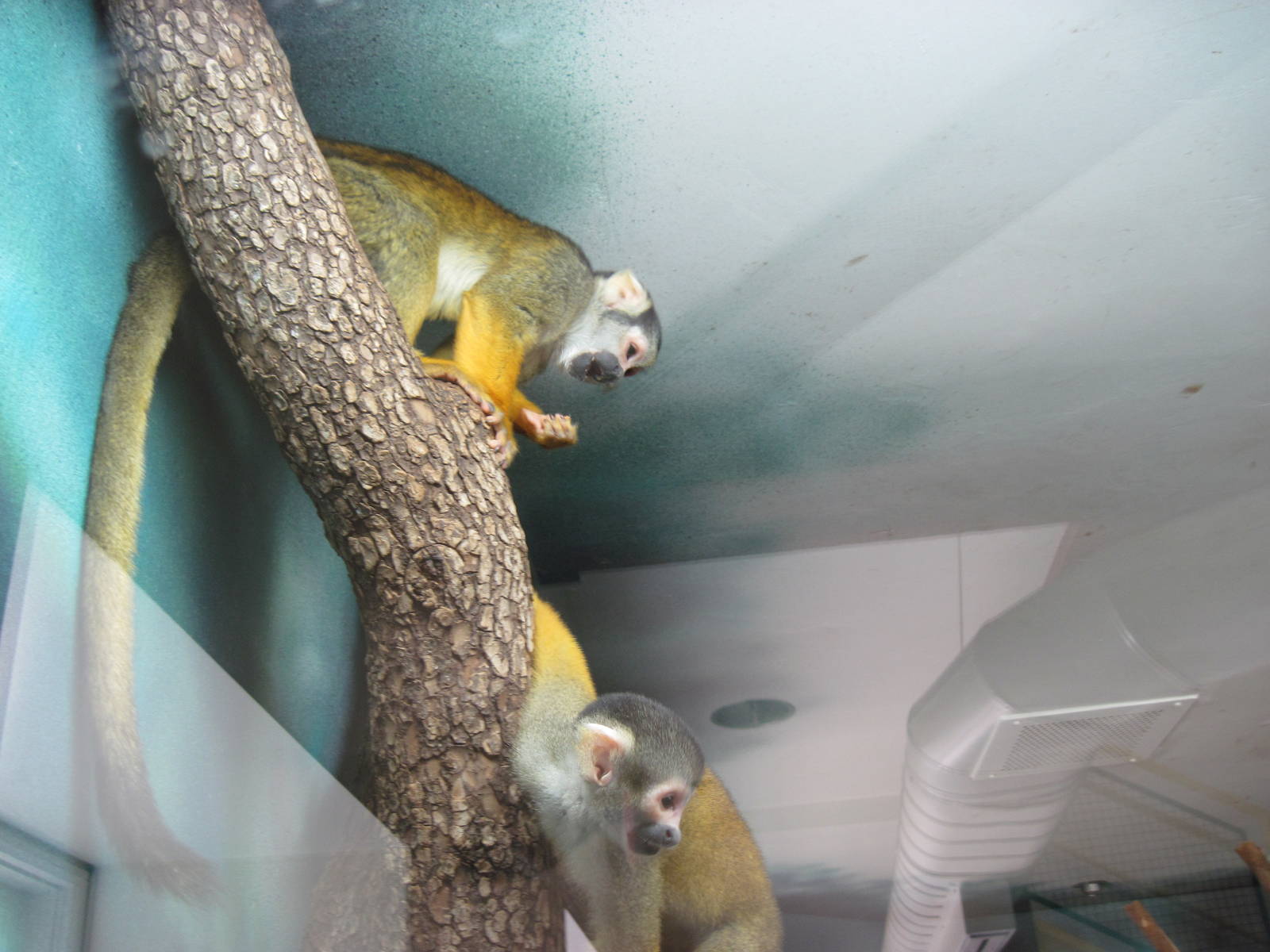 Discovery Barn-Squirrel Monkey