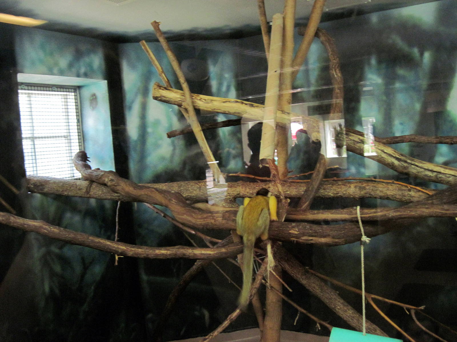 Discovery Barn-Squirrel Monkey