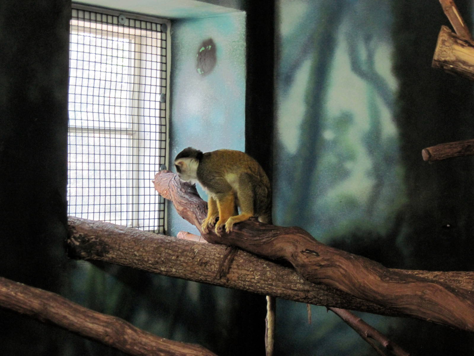 Discovery Barn-Squirrel Monkey