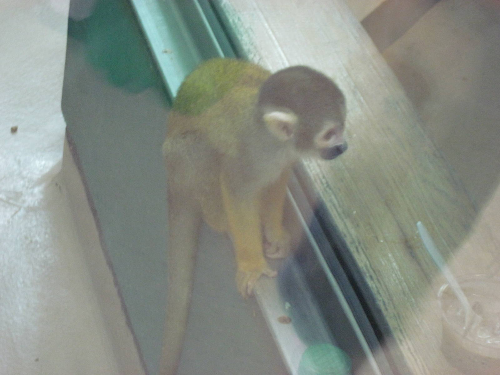 Discovery Barn-Squirrel Monkey