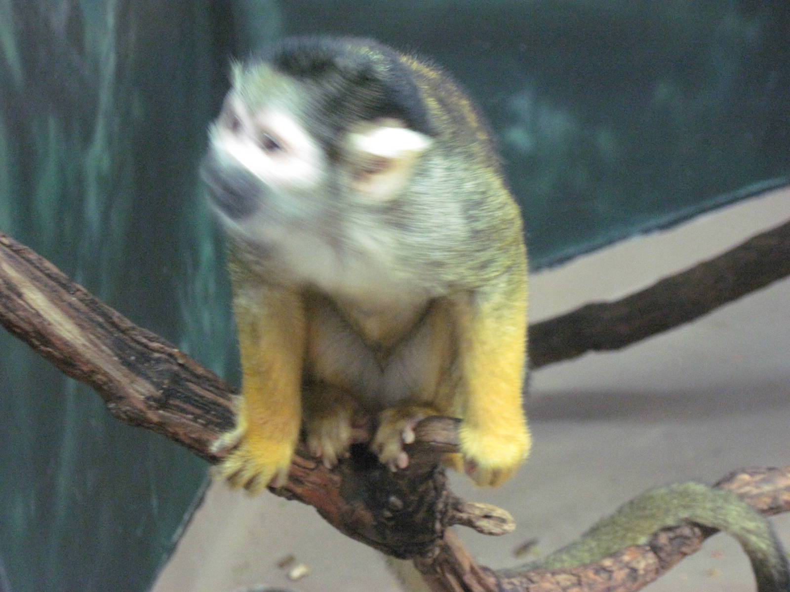 Discovery Barn-Squirrel Monkey