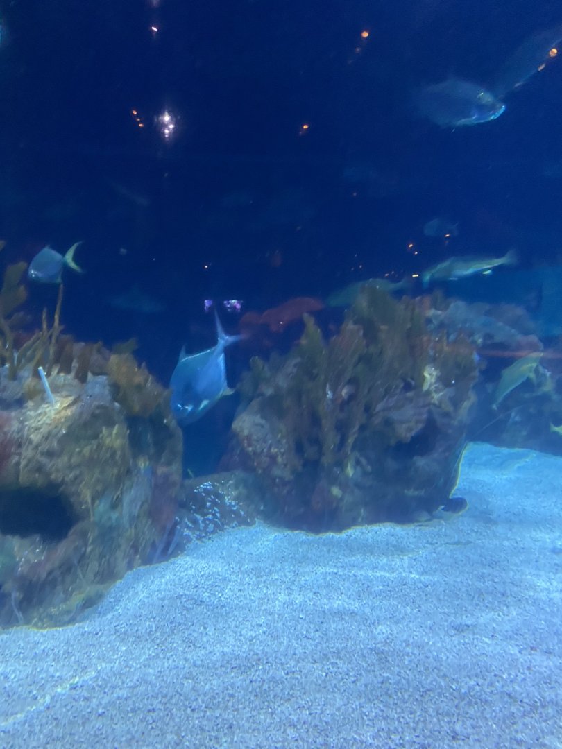 Discovery bay- Atlantic reef tank