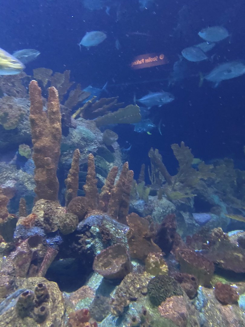 Discovery bay- Atlantic reef tank