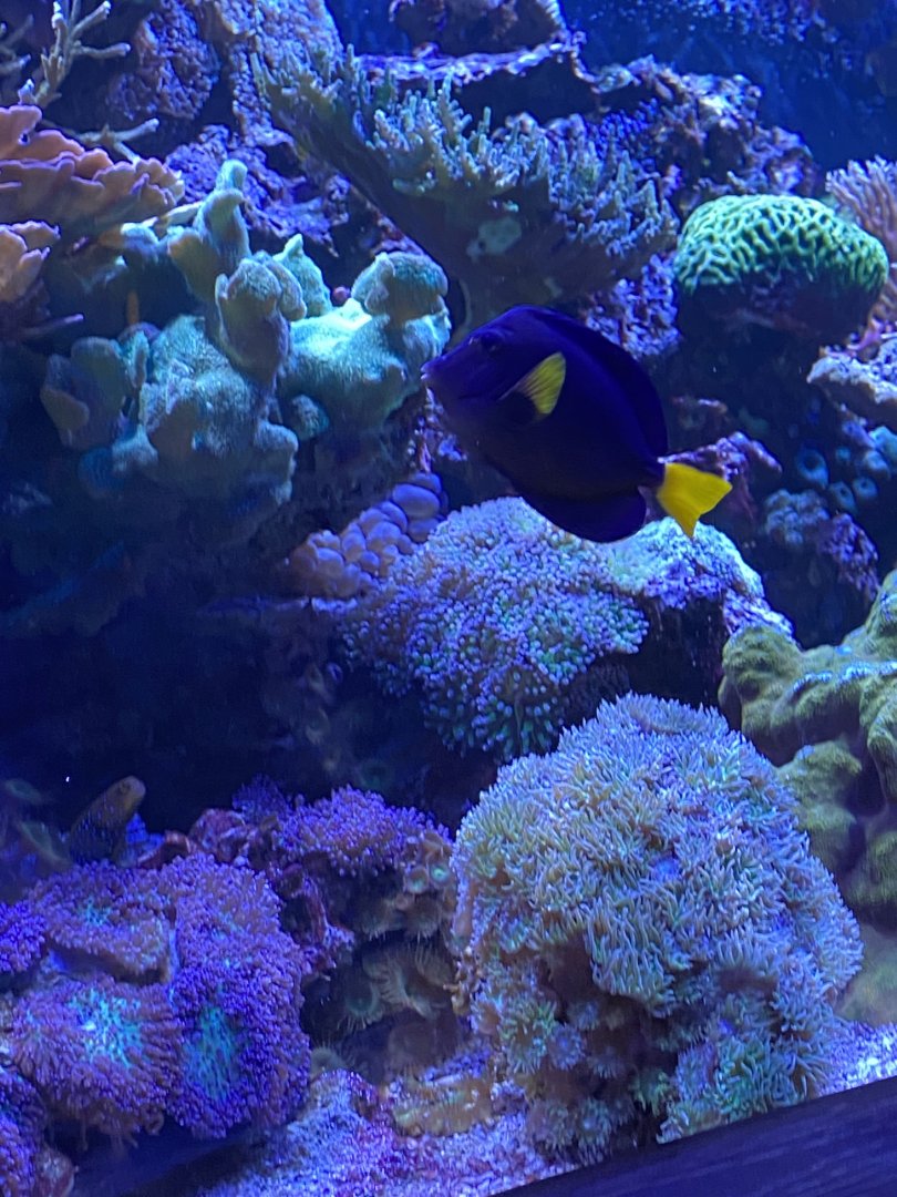 Discovery bay- coral reef