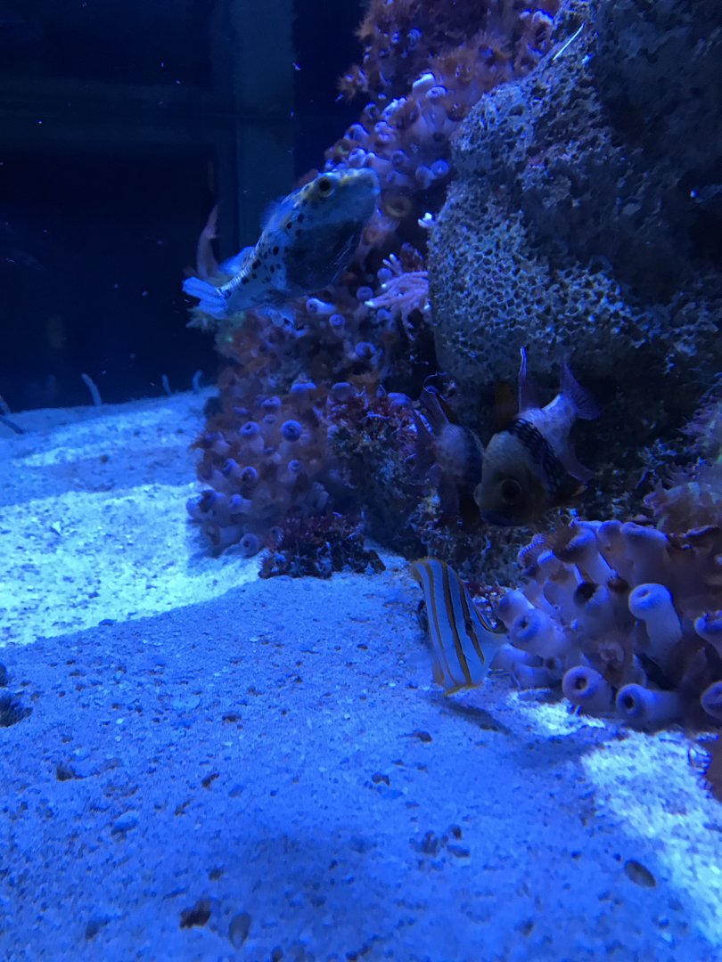 Discovery Bay - Garden Eel & others exhibit.