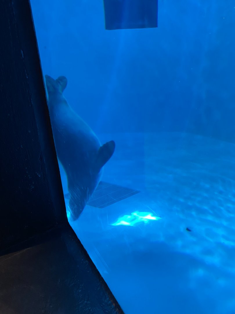 Discovery bay- Hawaiian monk seal tank